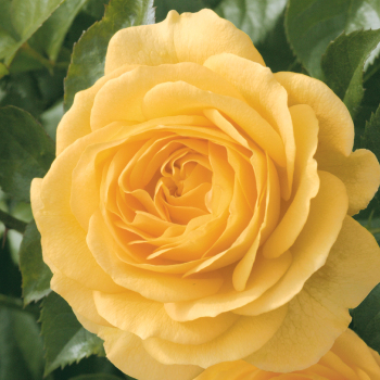 Rose, Floribunda, Julia Child Rose, Floribunda, Julia Child