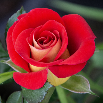 Rose, Floribunda, Ketchup & Mustard™ Rose, Floribunda, Ketchup & Mustard™