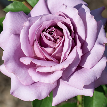 Rose, Floribunda, Love Song™ Rose, Floribunda, Love Song™