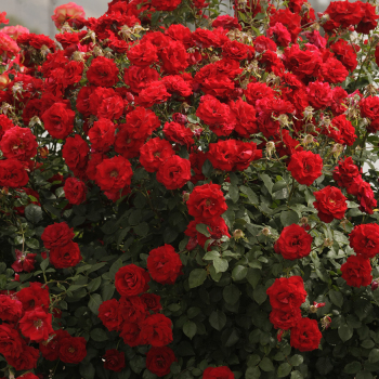 Rose, Floribunda, Oh My!® Rose, Floribunda, Oh My!®