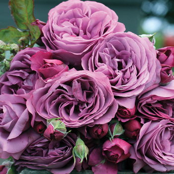 Plum Perfect™ Floribunda Rose