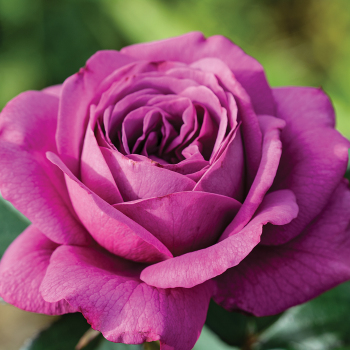 Rose, Floribunda, Plum Perfect™ Rose, Floribunda, Plum Perfect™