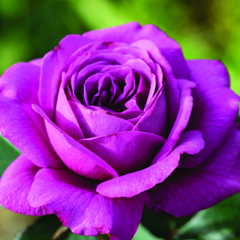 Rose, 36" Tree, Plum Perfect™