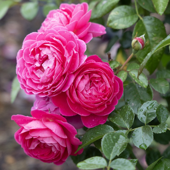 Rose, Floribunda, PowerPuff® Pink Rose, Floribunda, PowerPuff® Pink