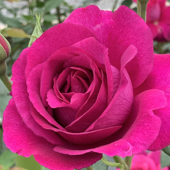 Rose, Floribunda, Purple Aura™ Rose, Floribunda, Purple Aura™