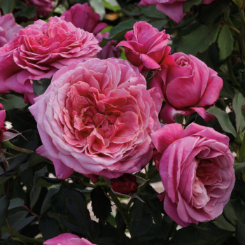 Queen of Elegance™ Floribunda Rose