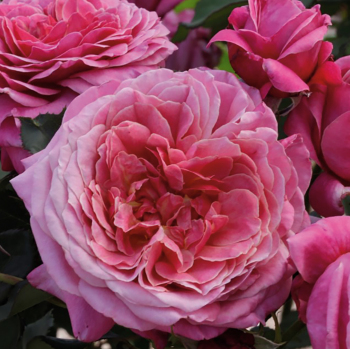 Rose, Floribunda, Queen of Elegance™ Rose, Floribunda, Queen of Elegance™