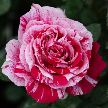 Rose, 24" Patio Tree, Scentimental™ Rose, 24" Patio Tree, Scentimental™