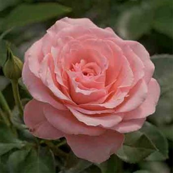 Sexy Rexy Floribunda Rose
