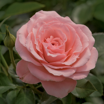 Rose, Floribunda, Sexy Rexy Rose, Floribunda, Sexy Rexy