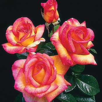 Rose, Floribunda, Sheila's Perfume Rose, Floribunda, Sheila's Perfume