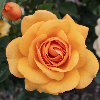Rose, Floribunda, South Africa® Rose, Floribunda, South Africa®