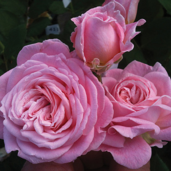 Summer Romance™ Floribunda Rose