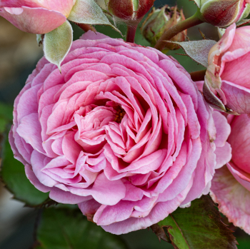 Rose, Floribunda, Summer Romance™ Rose, Floribunda, Summer Romance™