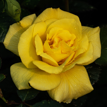 Rose, Floribunda, Sunsprite Rose, Floribunda, Sunsprite