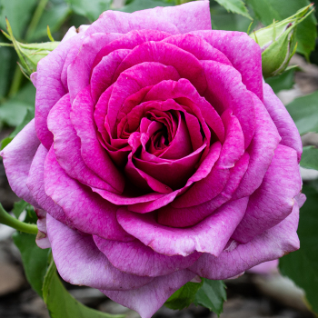 Purple: Edmunds' Roses