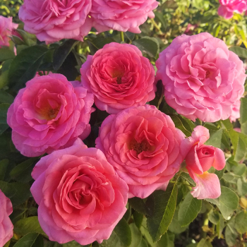 Rose, Floribunda, Time After Time™ Rose, Floribunda, Time After Time™