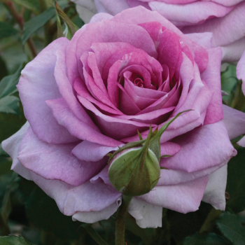 Rose, Floribunda, Violet's Pride™ Rose, Floribunda, Violet's Pride™