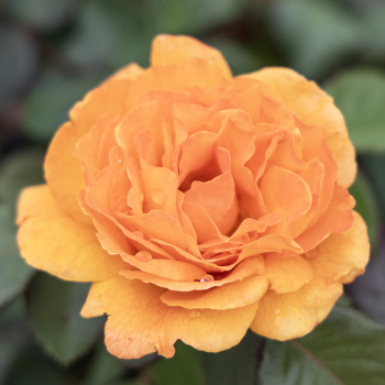 Rose, Floribunda, Vavoom™ Rose, Floribunda, Vavoom™