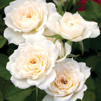Rose, Miniature, Sunblaze® Bridal