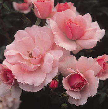 Rose, Shrub, Bonica®