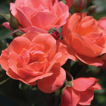 Rose, Shrub, Coral Knock Out® Rose, Shrub, Coral Knock Out®