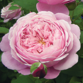 Rose, Shrub, Cathedral Bells™ Rose, Shrub, Cathedral Bells™