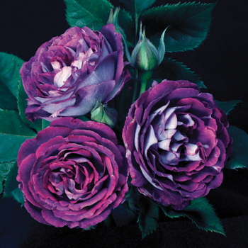 Rose, Shrub, Cosmic Clouds™