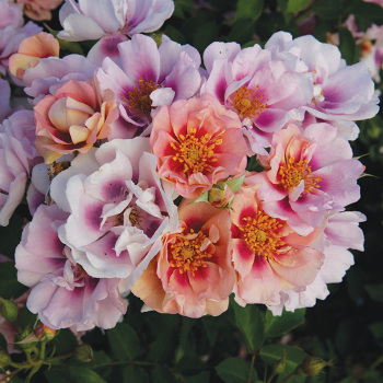 Easy On The Eyes Shrub Rose