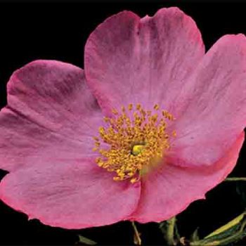 Frau Dagmar Hastrup Antique Rugosa Rose