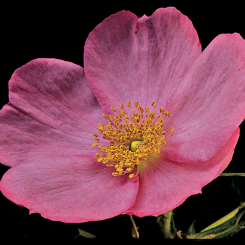 Rose, Shrub, Frau Dagmar Hastrup Rose, Shrub, Frau Dagmar Hastrup