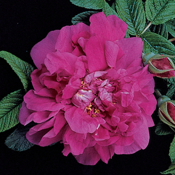 Rose, Shrub, Hansa Antique Rugosa Rose, Shrub, Hansa Antique Rugosa