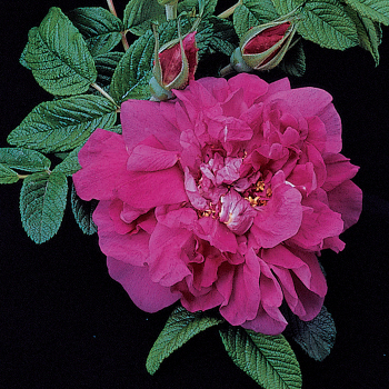 Hansa Antique Rugosa Rose