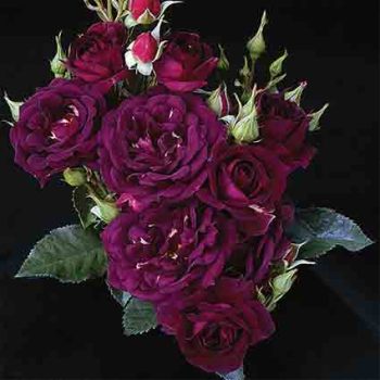 Purple: Edmunds' Roses