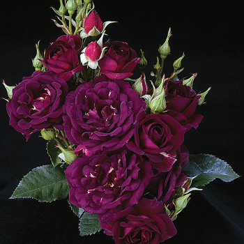 Rose, Shrub, Midnight Blue Rose, Shrub, Midnight Blue
