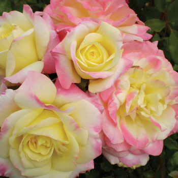 Rose, Shrub, Music Box Rose, Shrub, Music Box