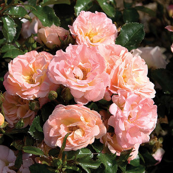 Rose, Groundcover, Peach Drift® Rose, Groundcover, Peach Drift®