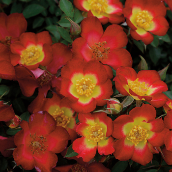 Playful Happy Trails™ Groundcover Rose