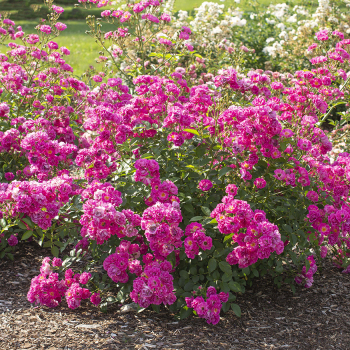 Rose, Polyantha, Pretty Polly® Pink