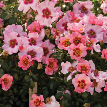 Raspberry Kiss™ Shrub Rose