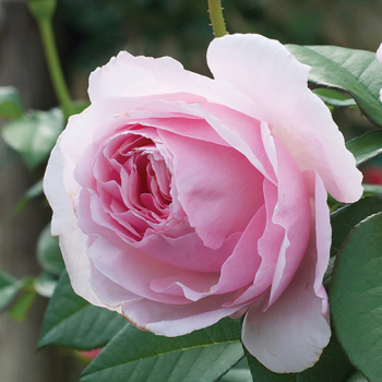 Rose, Shrub, Scentuous™ Rose, Shrub, Scentuous™