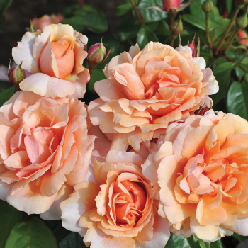 Sunbelt® Soul Sister™ Shrub Rose Sunbelt® Soul Sister™ Shrub Rose