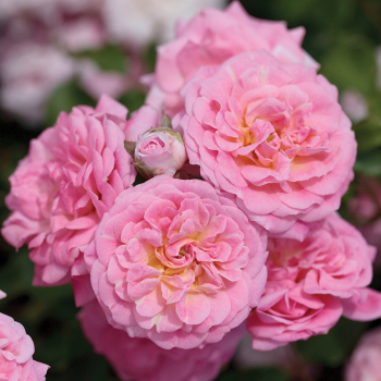 Rose, Groundcover, Sweet Drift® Rose, Groundcover, Sweet Drift®