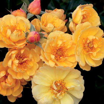 Rose, Groundcover, Sunshine Happy Trails™ Rose, Groundcover, Sunshine Happy Trails™