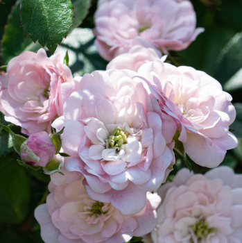 Rose, Shrub, The Fairy Rose, Shrub, The Fairy