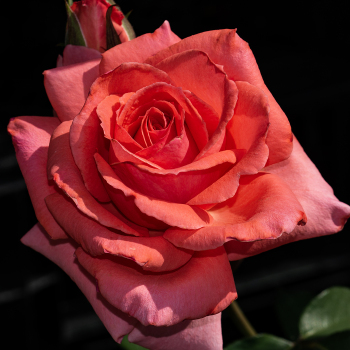 Rose, Climbing, America Rose, Climbing, America