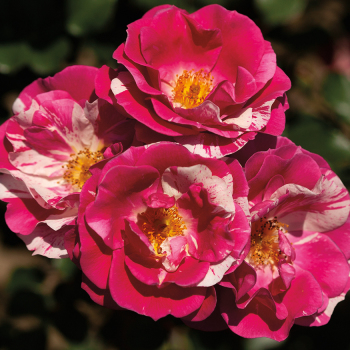Rose, Climbing, Berries 'n' Cream Rose, Climbing, Berries 'n' Cream