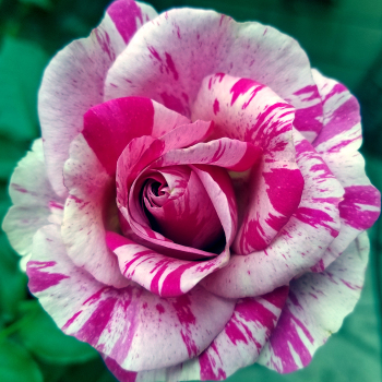 Rose, Climbing, Fly So High™