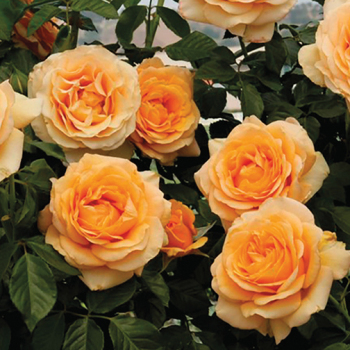 Rose, Climbing, Golden Opportunity™ Rose, Climbing, Golden Opportunity™