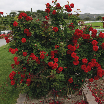 Lady in Red™ Climbing Rose